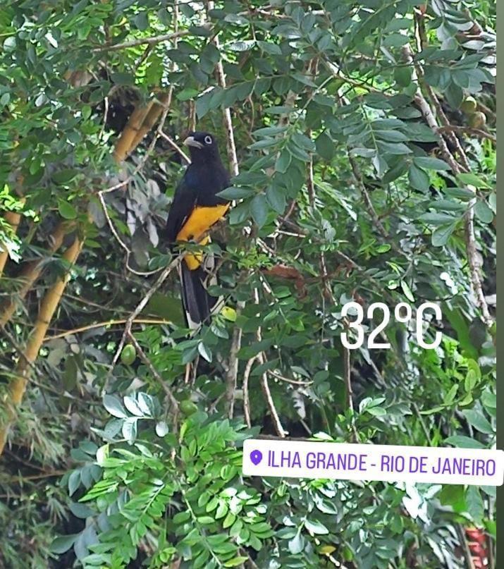Bangalo Na Acqua Jungle Lodge Илья-Гранди Экстерьер фото